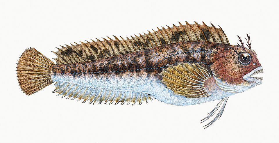 Illustration from The Natural History of British Fishes (1802) by Edward Donovan, digitally enhanced by rawpixel-com 77.jpg