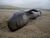 Beachedwhale.jpg