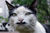 Catsthatlooklikehitler460.jpg