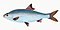 Illustration from The Natural History of British Fishes (1802) by Edward Donovan, digitally enhanced by rawpixel-com 61.jpg