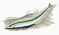 Illustration from The Natural History of British Fishes (1802) by Edward Donovan, digitally enhanced by rawpixel-com 29.jpg