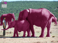 Pink elephants