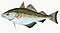 Illustration from The Natural History of British Fishes (1802) by Edward Donovan, digitally enhanced by rawpixel-com 18.jpg