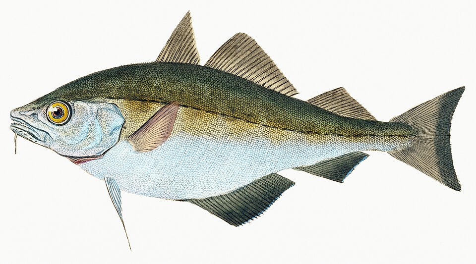 Illustration from The Natural History of British Fishes (1802) by Edward Donovan, digitally enhanced by rawpixel-com 18.jpg