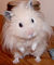 Hamstergrunt.jpg