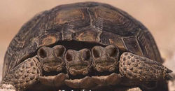 A Turtle.jpg