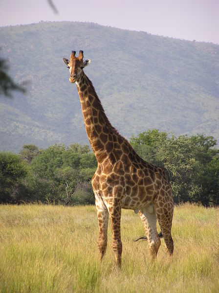 File:Giraffe standing.jpg
