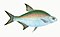 Illustration from The Natural History of British Fishes (1802) by Edward Donovan, digitally enhanced by rawpixel-com 83.jpg