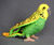 Parakeet3.jpg