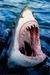 Sharkpic.jpg