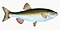 Illustration from The Natural History of British Fishes (1802) by Edward Donovan, digitally enhanced by rawpixel-com 105.jpg