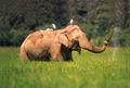 Re-exposure of elephant - lahugala park1.jpg