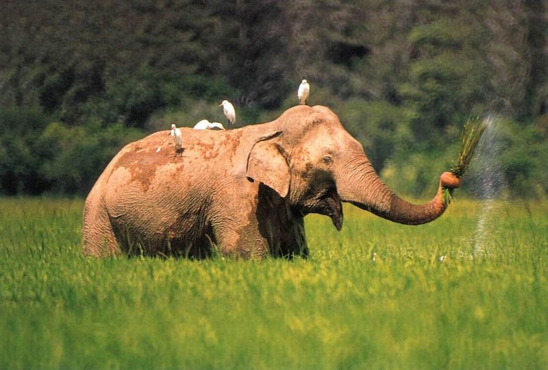 File:Re-exposure of elephant - lahugala park1.jpg