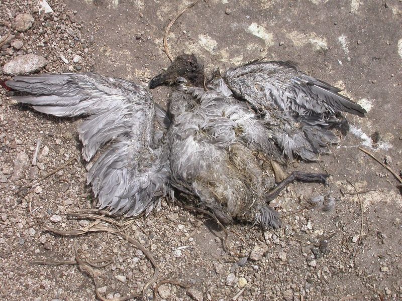 File:Dead gull.JPG