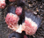 Mycetozoa Sporocarps Stemonitidae What.png