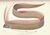 Oarfish.jpeg