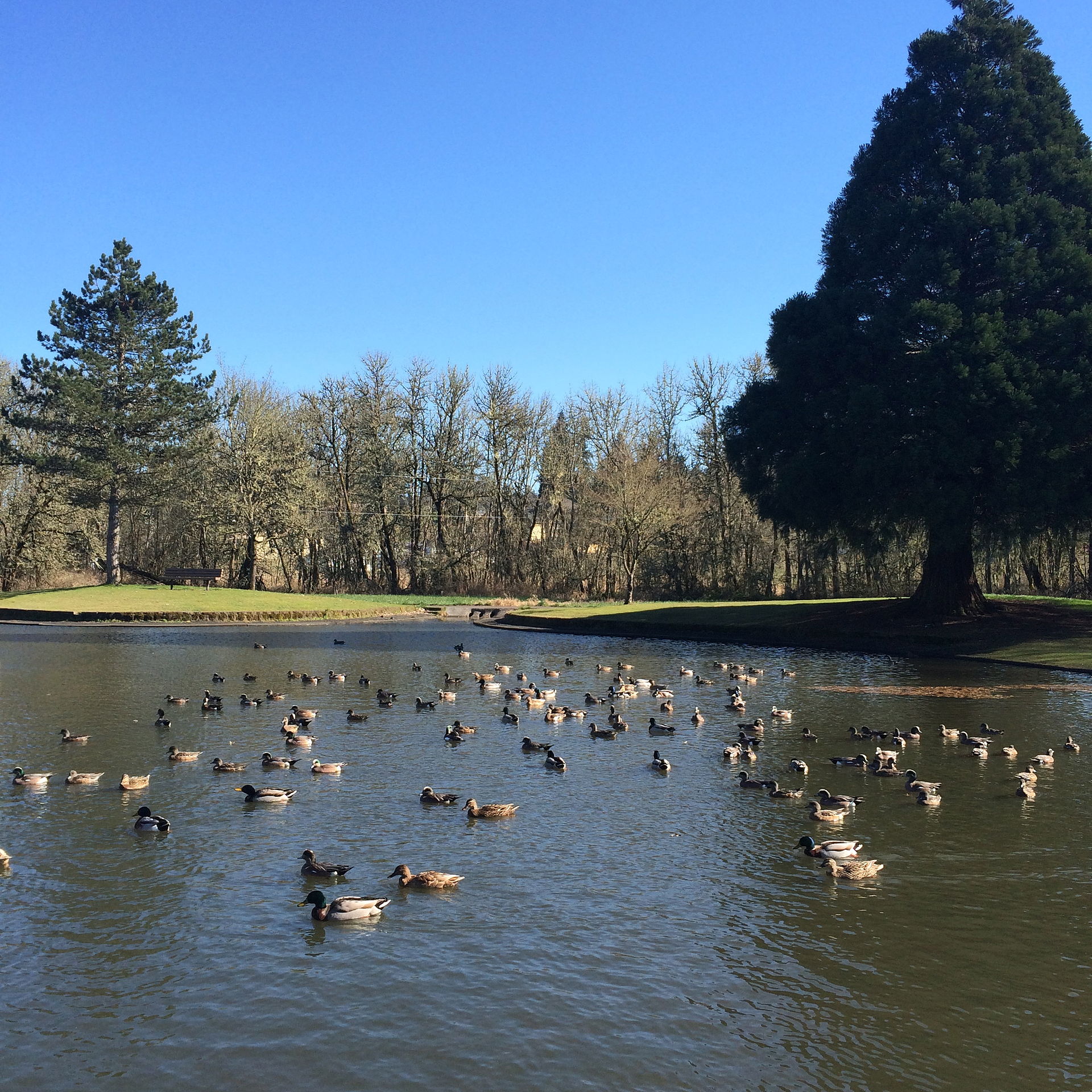 Starker Arts Park Corvallis, Oregon.jpg