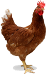 Red Single Chicken.png