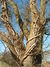 Strangled Tree-4615.jpg