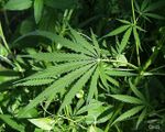 20060714161347!Marijuana.jpg