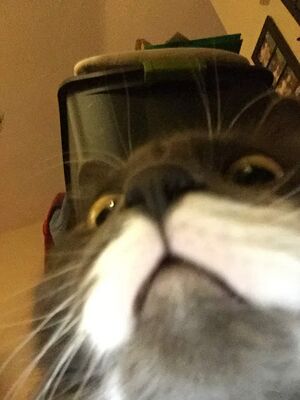 Cat-about-to-eat-me.JPG