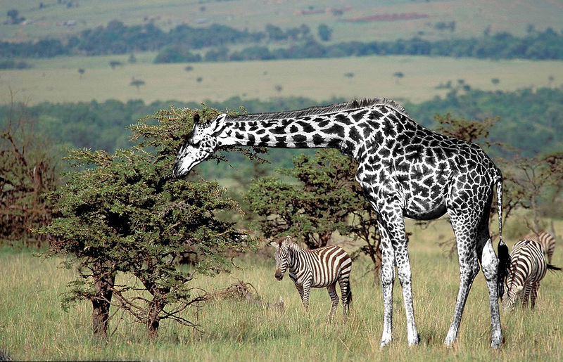 File:Black Giraffe.jpg
