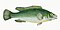 Illustration from The Natural History of British Fishes (1802) by Edward Donovan, digitally enhanced by rawpixel-com 67.jpg