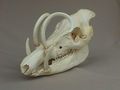 Sabretooth donkey skull.jpg