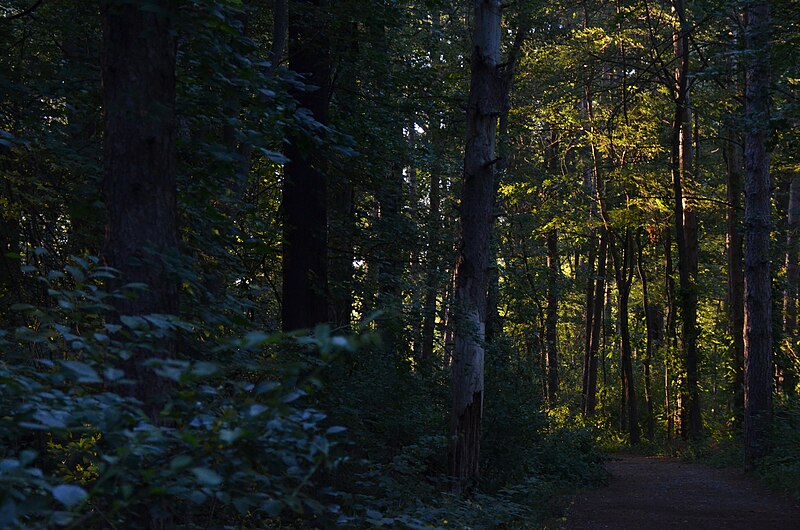 800px-Forest_dark_and_light.jpg
