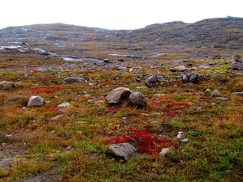 800px-Nunavut_tundra_-c.jpg