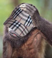 Monkey in a Burberry cap.