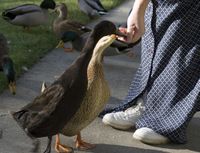 NostopitIsaiddon'tfeedtheducks.jpg