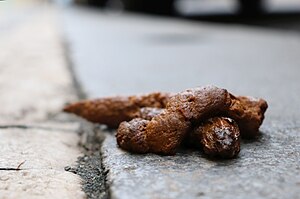 Dog excrement on the street in detail.jpg