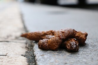 Dog excrement on the street in detail.jpg