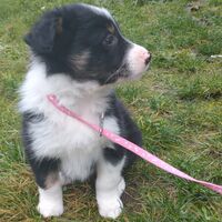 7 week old border collie puppy