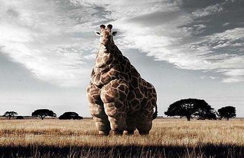 Fat Giraffe