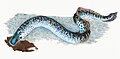 Illustration from The Natural History of British Fishes (1802) by Edward Donovan, digitally enhanced by rawpixel-com 72.jpg