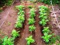 Cannabis Outdoor kleine Pflanzen Beet.jpg