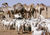 Gaots and camels.jpg