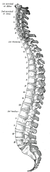 Vertebral column.png