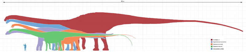 File:Longest dinosaurs.png