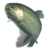 Rainbow trout.png