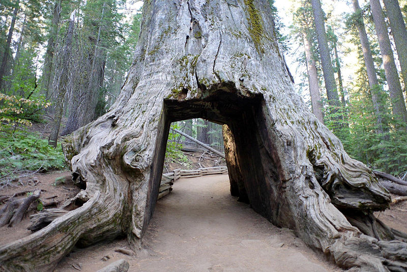 800px-Tunnel_Tree_%288145372873%29.jpg