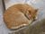Catnap.jpg