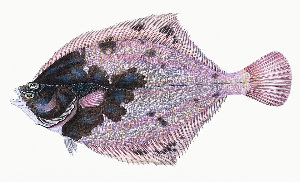 Illustration from The Natural History of British Fishes (1802) by Edward Donovan, digitally enhanced by rawpixel-com 84.jpg