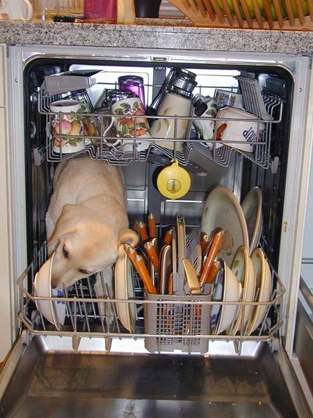 File:Dishwasherdog.jpg