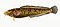 Illustration from The Natural History of British Fishes (1802) by Edward Donovan, digitally enhanced by rawpixel-com 2.jpg