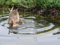 Plunged duck in pond.jpg