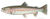 Rainbow Trout.jpg