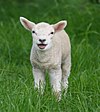 Sheep, Stodmarsh 6.jpg
